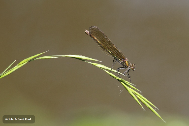 IMG_0450 Calopteryx splendens.JPG